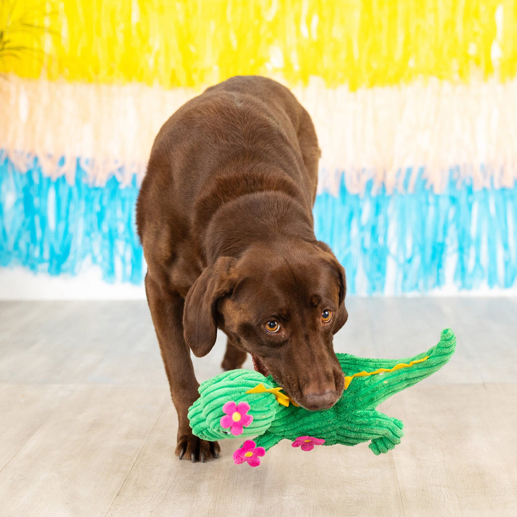 Thorny But Cute Dog Toy