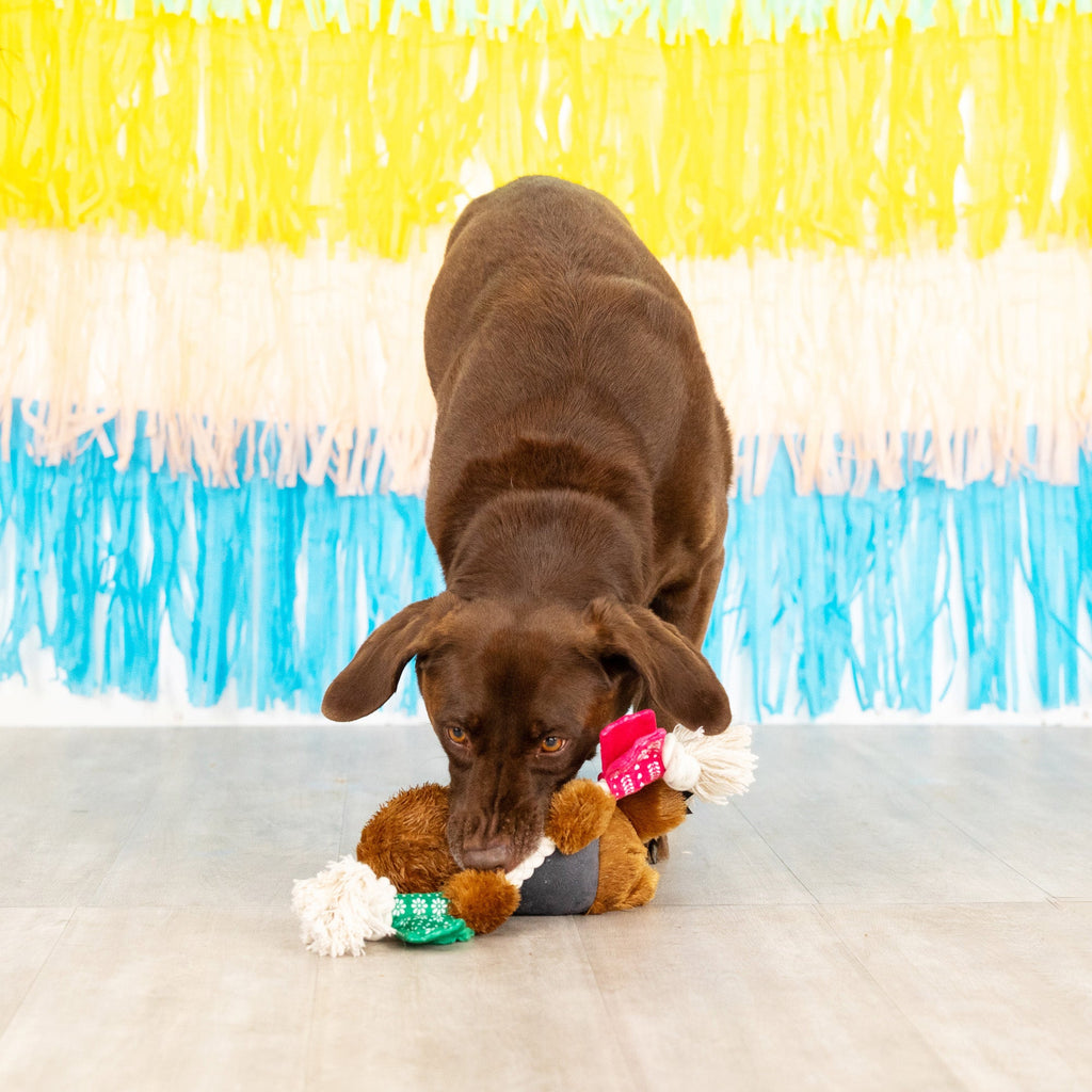 Tacos & Tequila Dog Toy