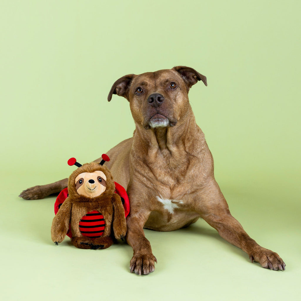 Little Ladybug Plush Dog Toy