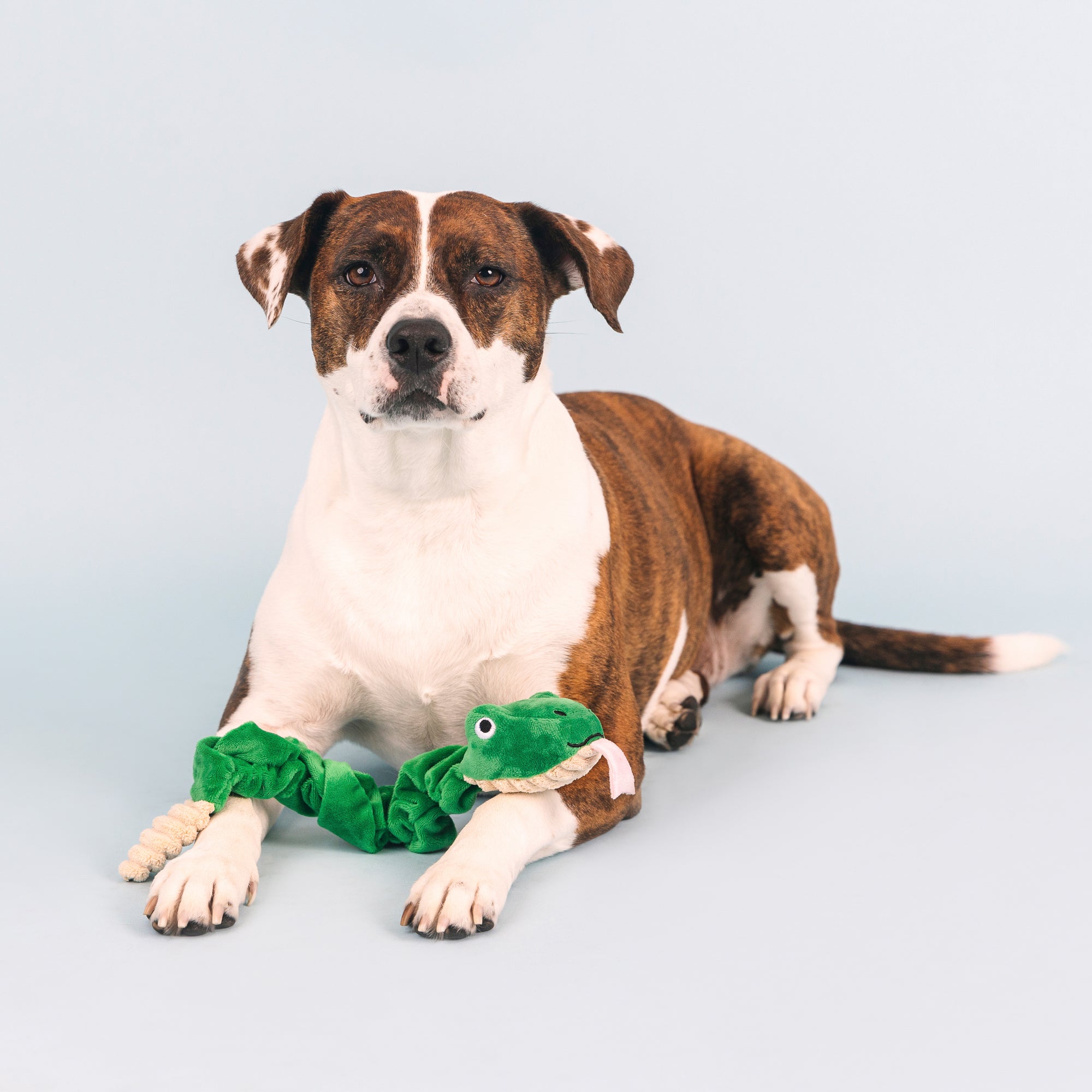 Hisses And Kisses Plush Dog Toy