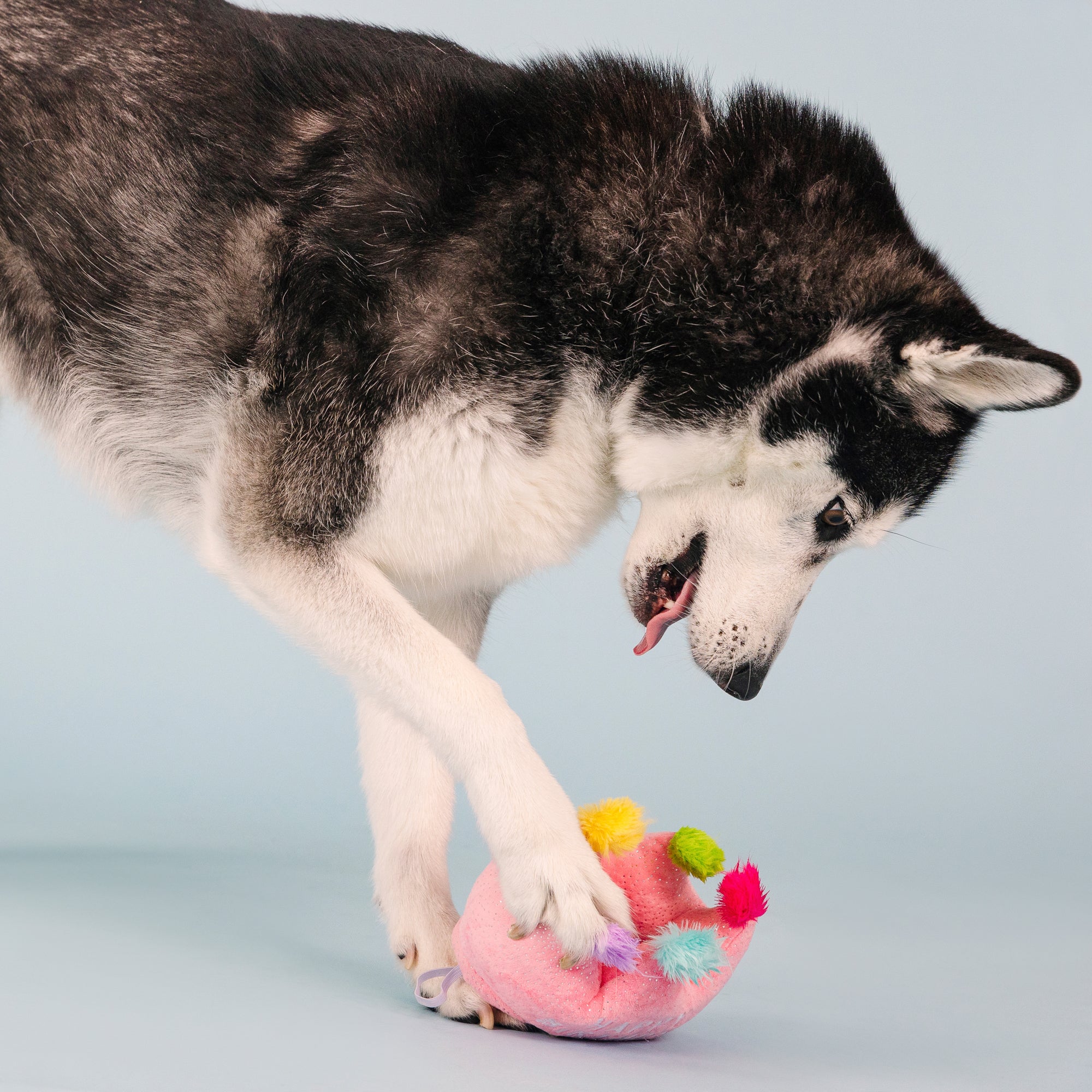 If The Crown Fits Wear Then Play Plush Dog Toy