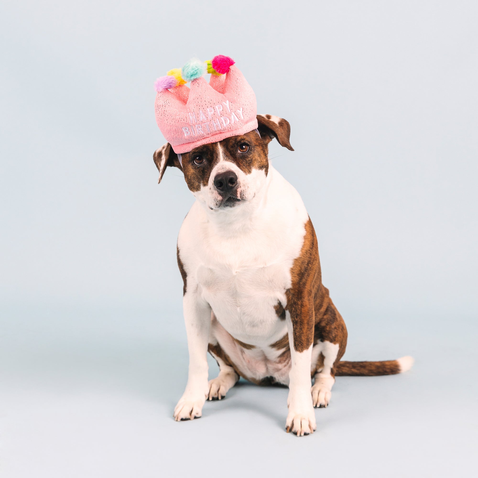 If The Crown Fits Wear Then Play Plush Dog Toy