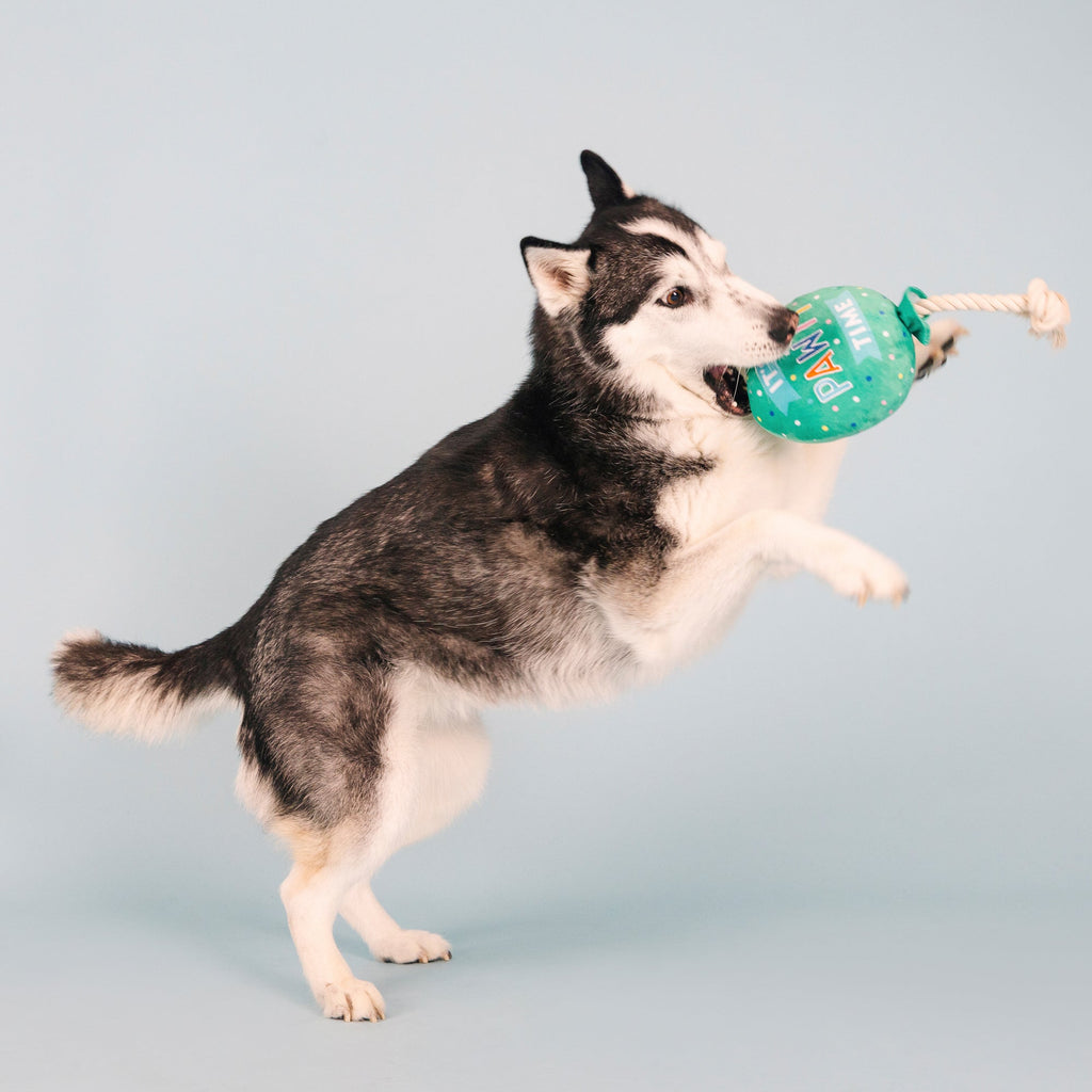 I Pawty, You Pawty Dog Toy