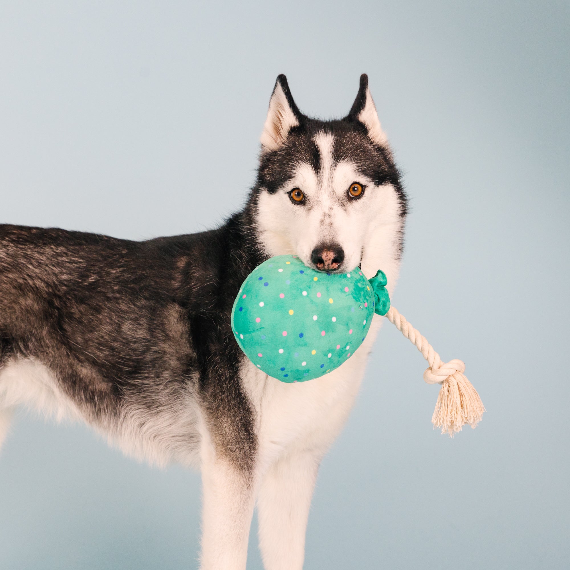 I Pawty, You Pawty Plush Dog Toy