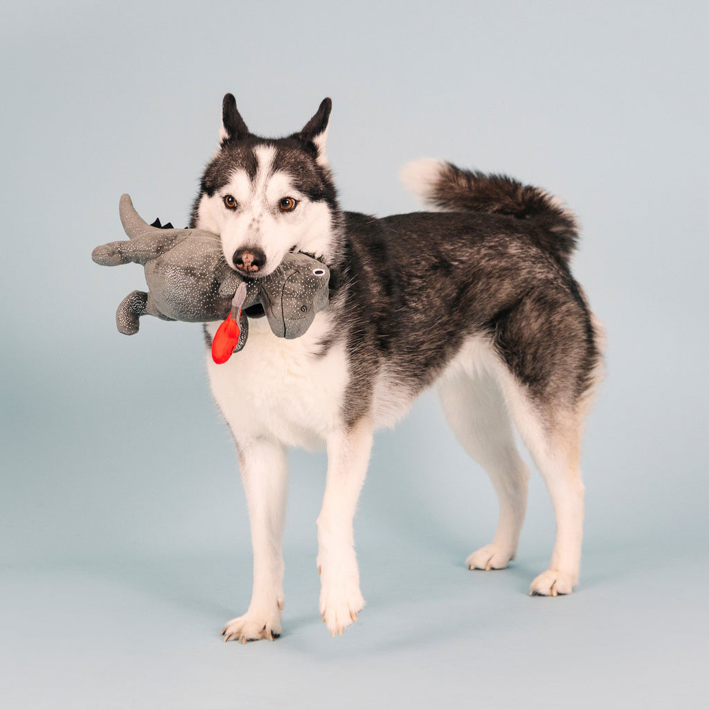 Rocker Rex Dog Toy