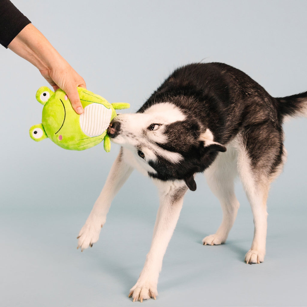 Reach For The Flies Dog Toy