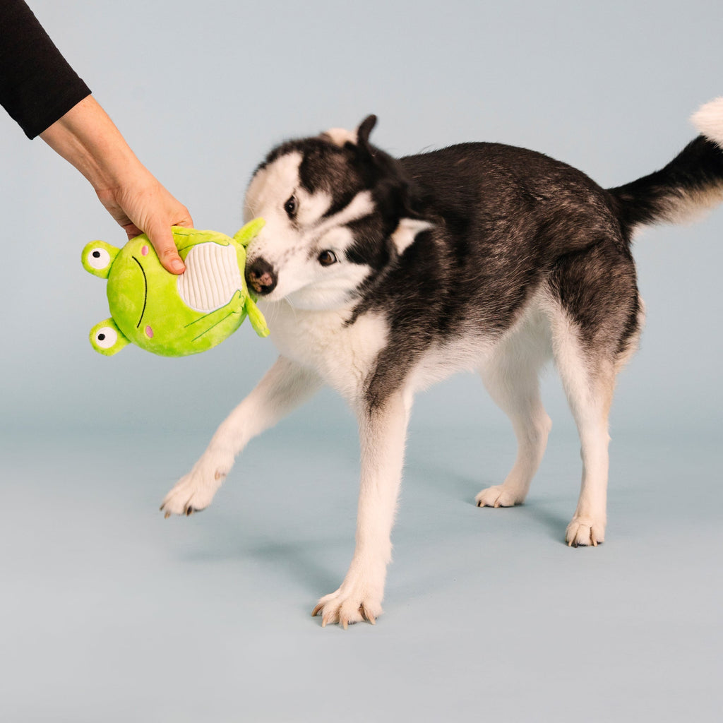 Reach For The Flies Dog Toy