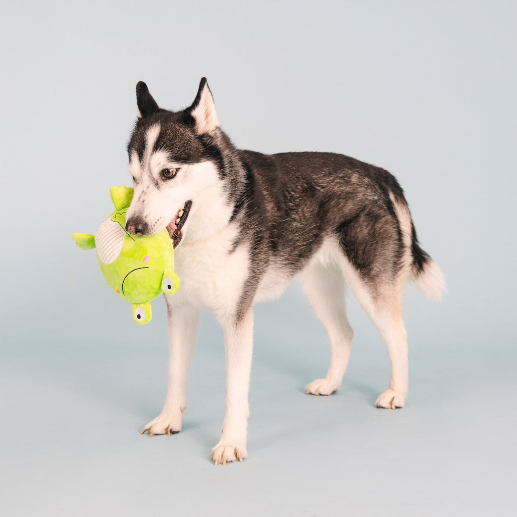 Reach For The Flies Dog Toy