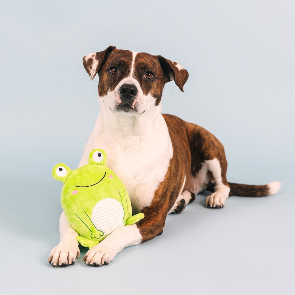Reach For The Flies Dog Toy