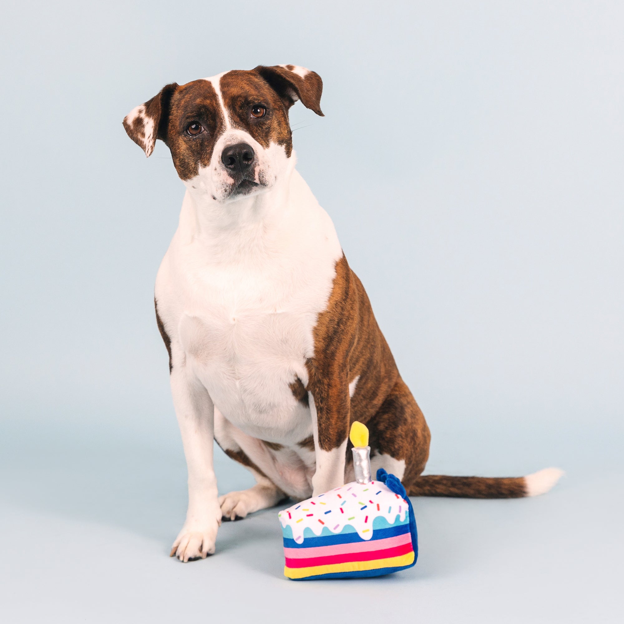Cake It Easy Plush Dog Toy