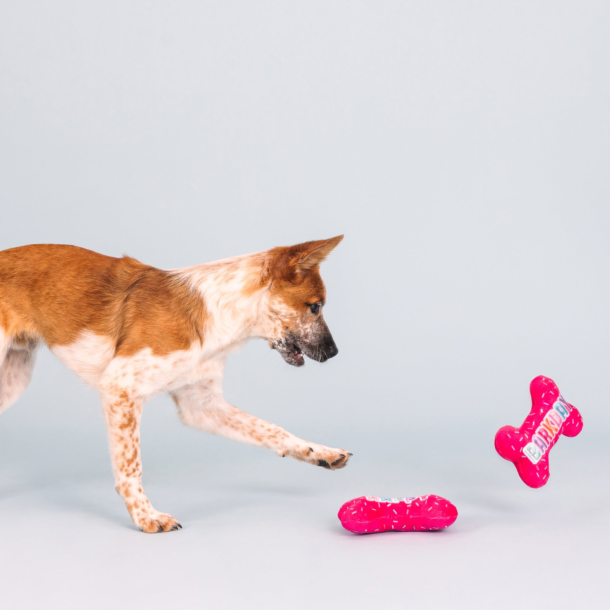 It's My Barkday 2pc Plush Dog Toy Set