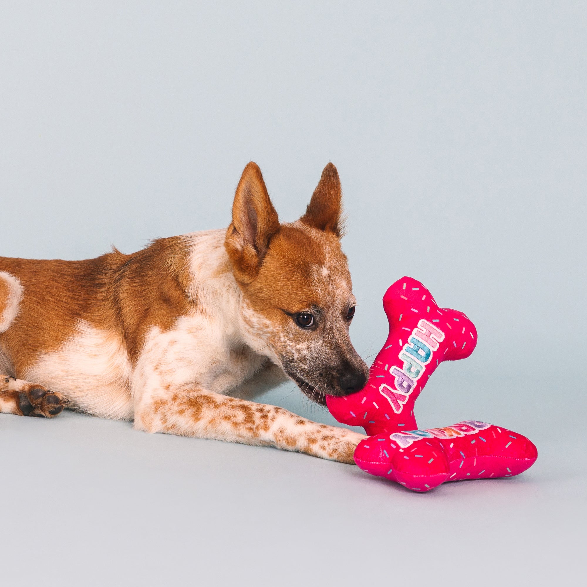 It's My Barkday 2pc Plush Dog Toy Set