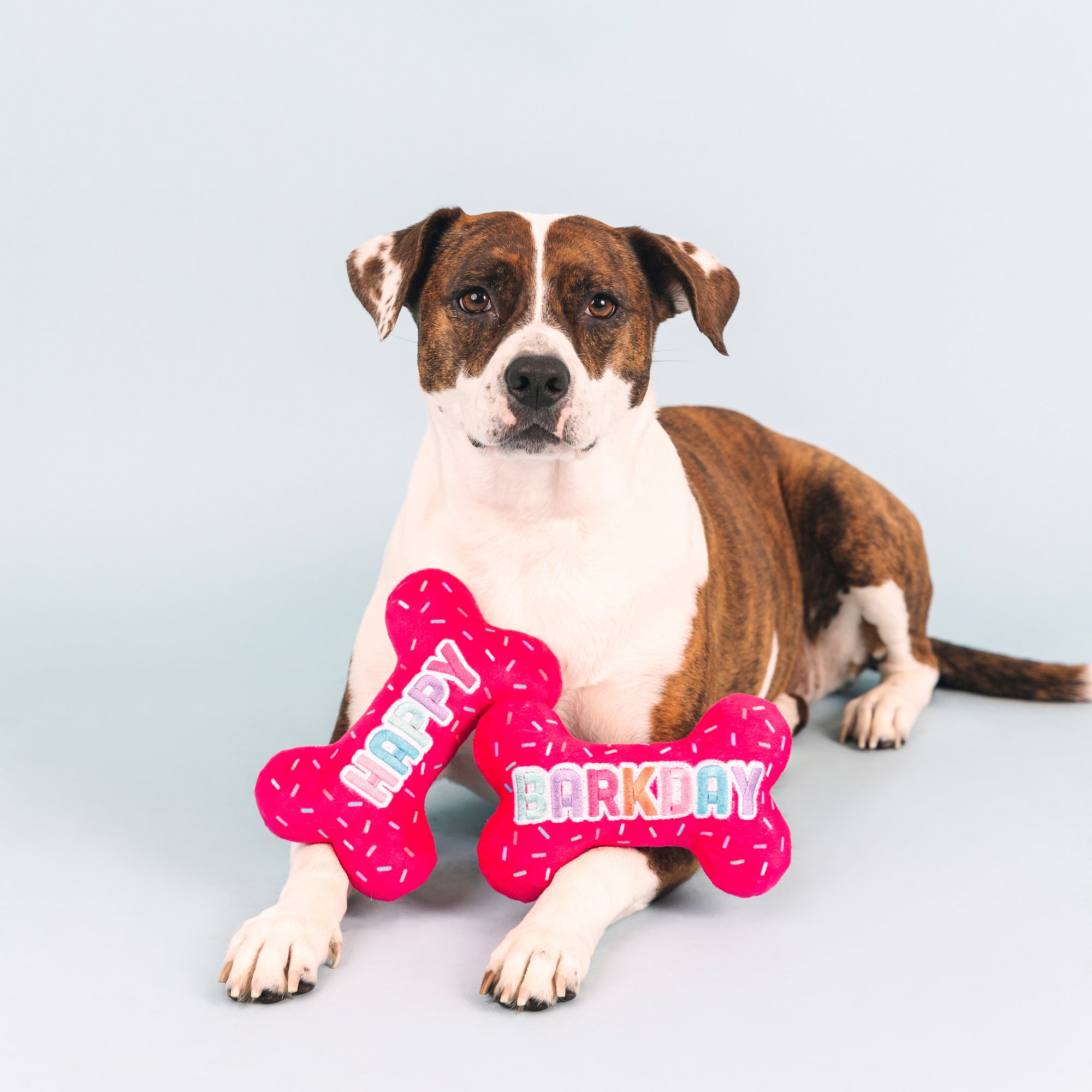 It's My Barkday 2pc Plush Dog Toy Set