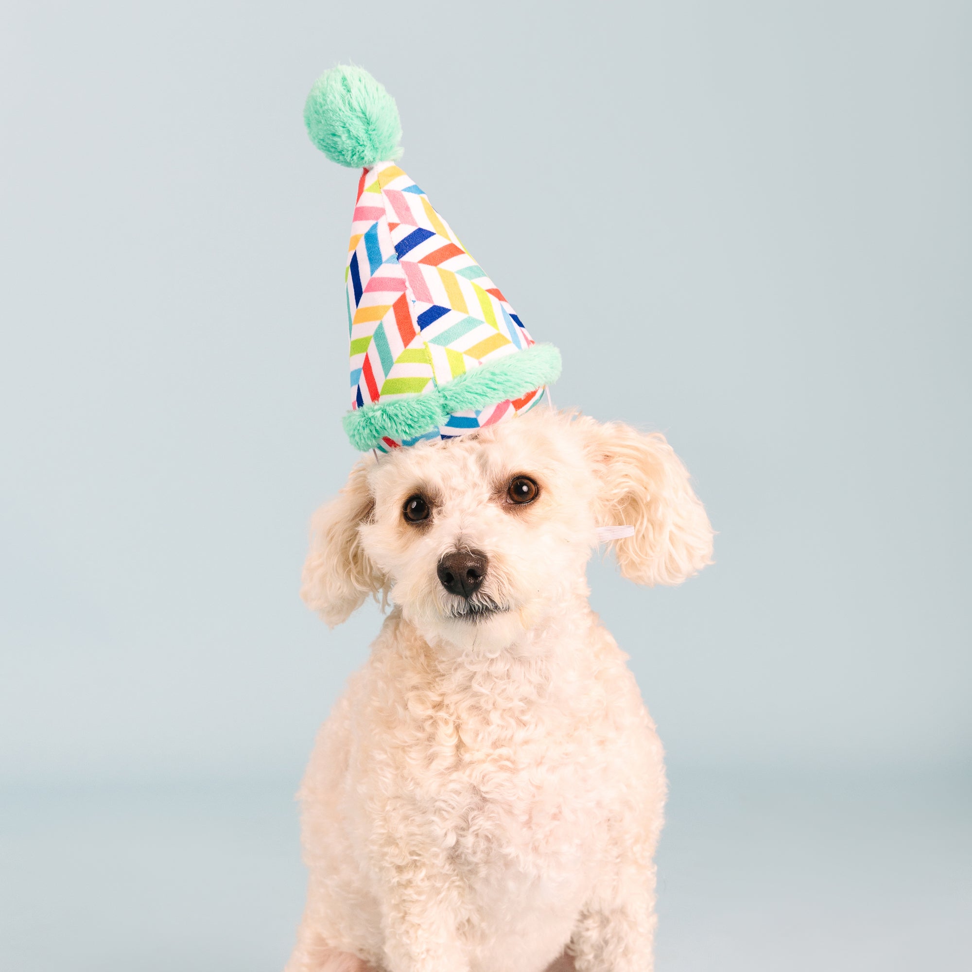 Cheers For A Barkday Wear Then Play Plush Dog Toy