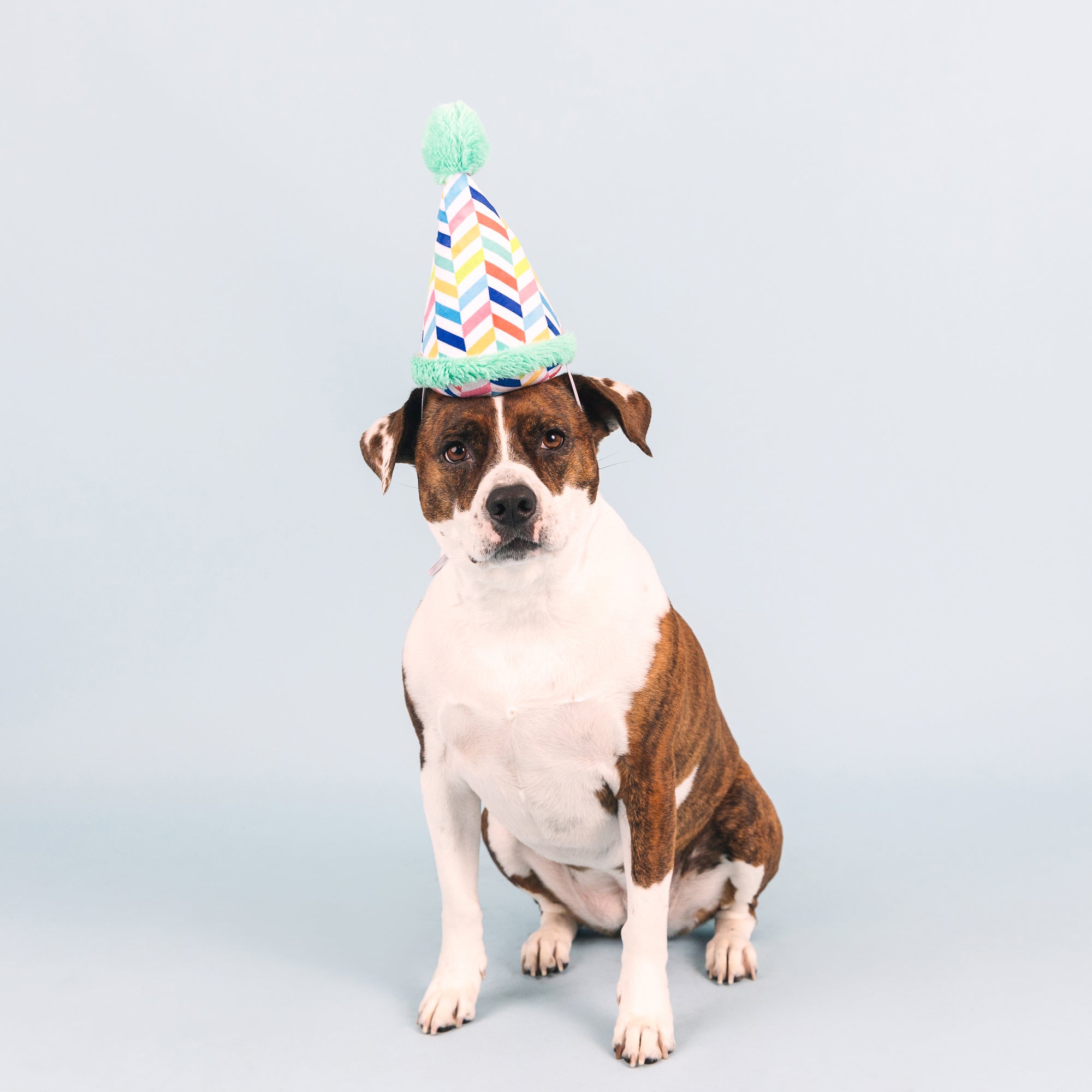 Cheers For A Barkday Wear Then Play Plush Dog Toy