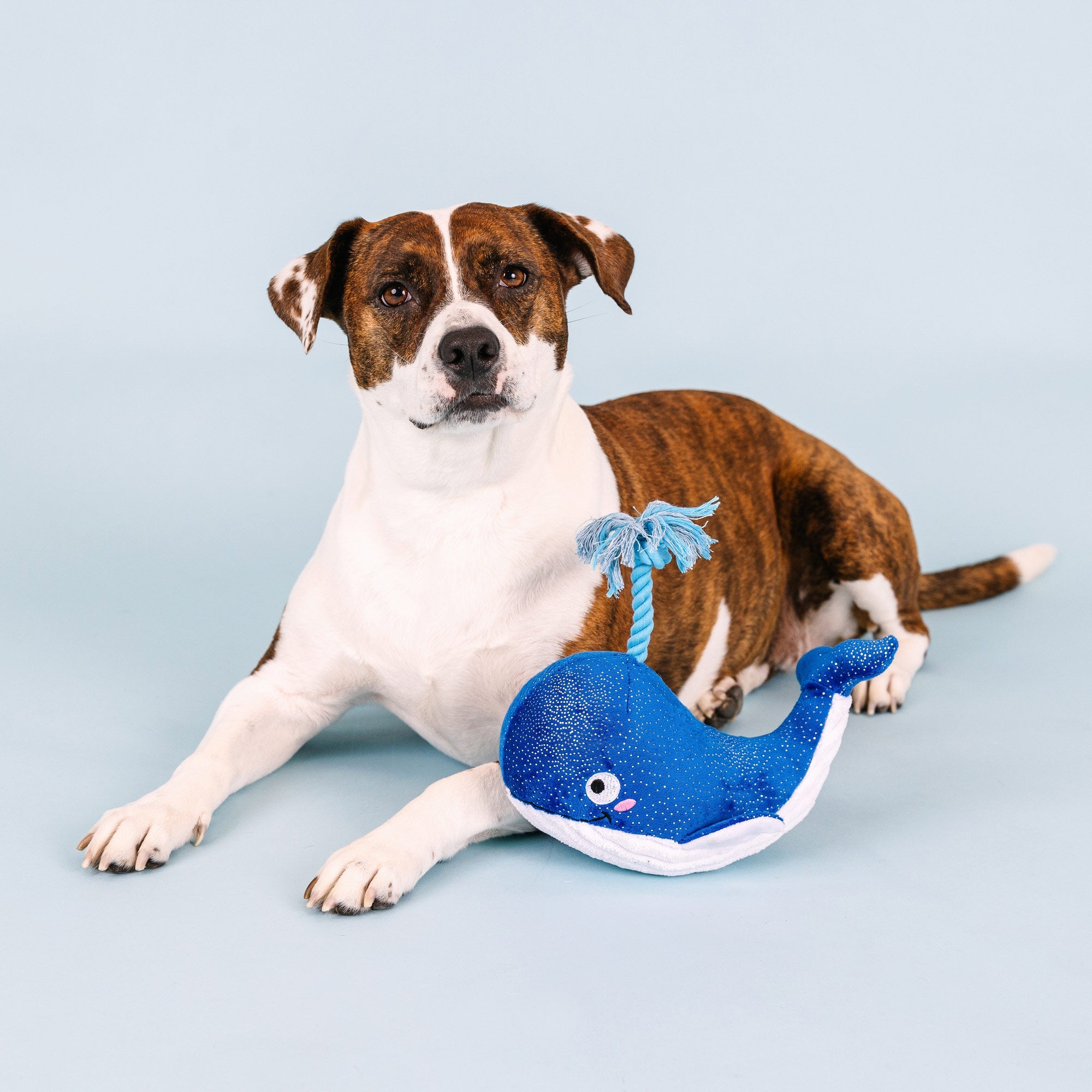 Whale, Hello There Plush Dog Toy With Rope