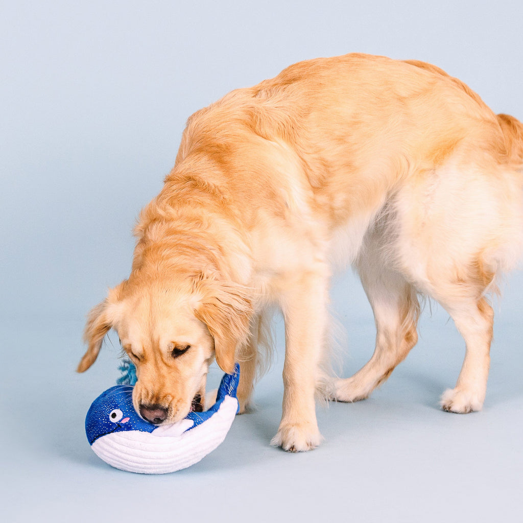 Whale, Hello There Dog Toy