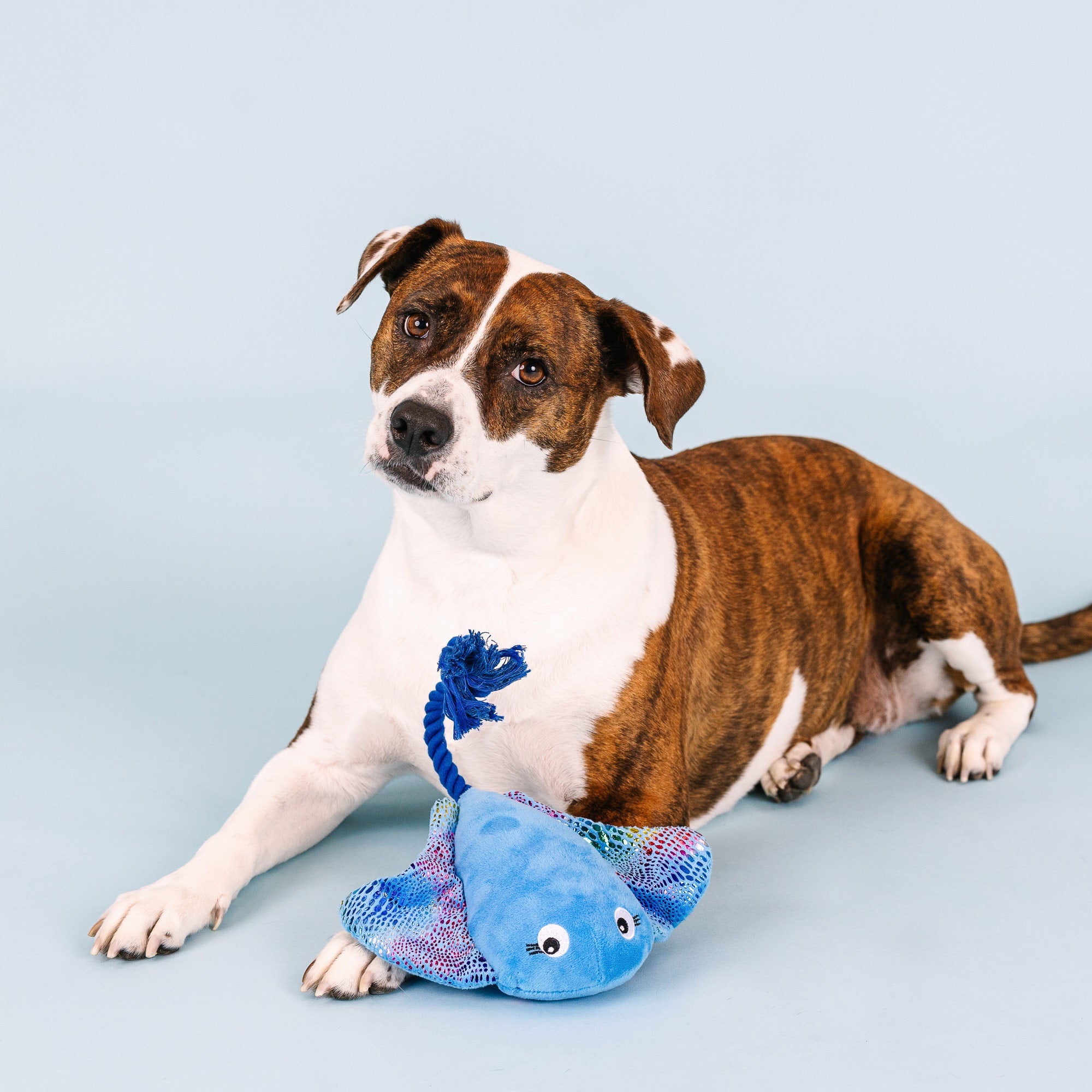 Do The Right Sting Plush Dog Toy With Rope