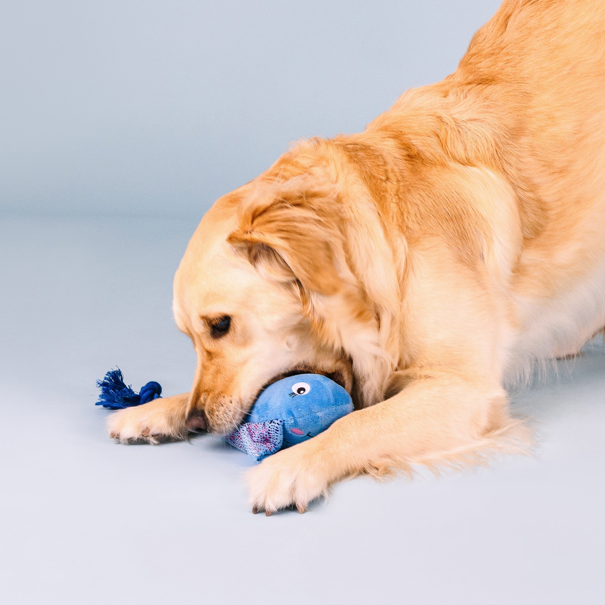 Do The Right Sting Plush Dog Toy With Rope