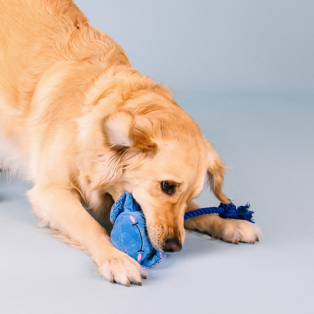 Do The Right Sting Plush Dog Toy With Rope