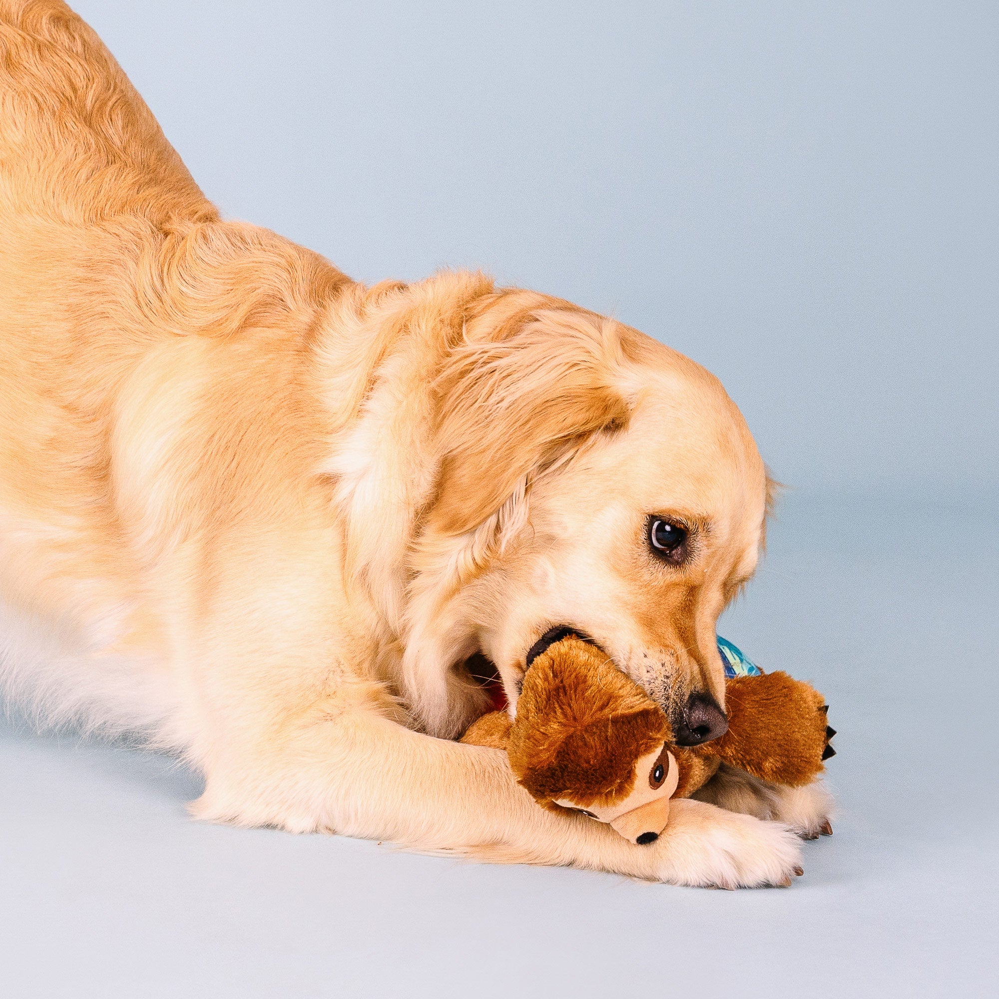Makin' Waves Plush Dog Toy