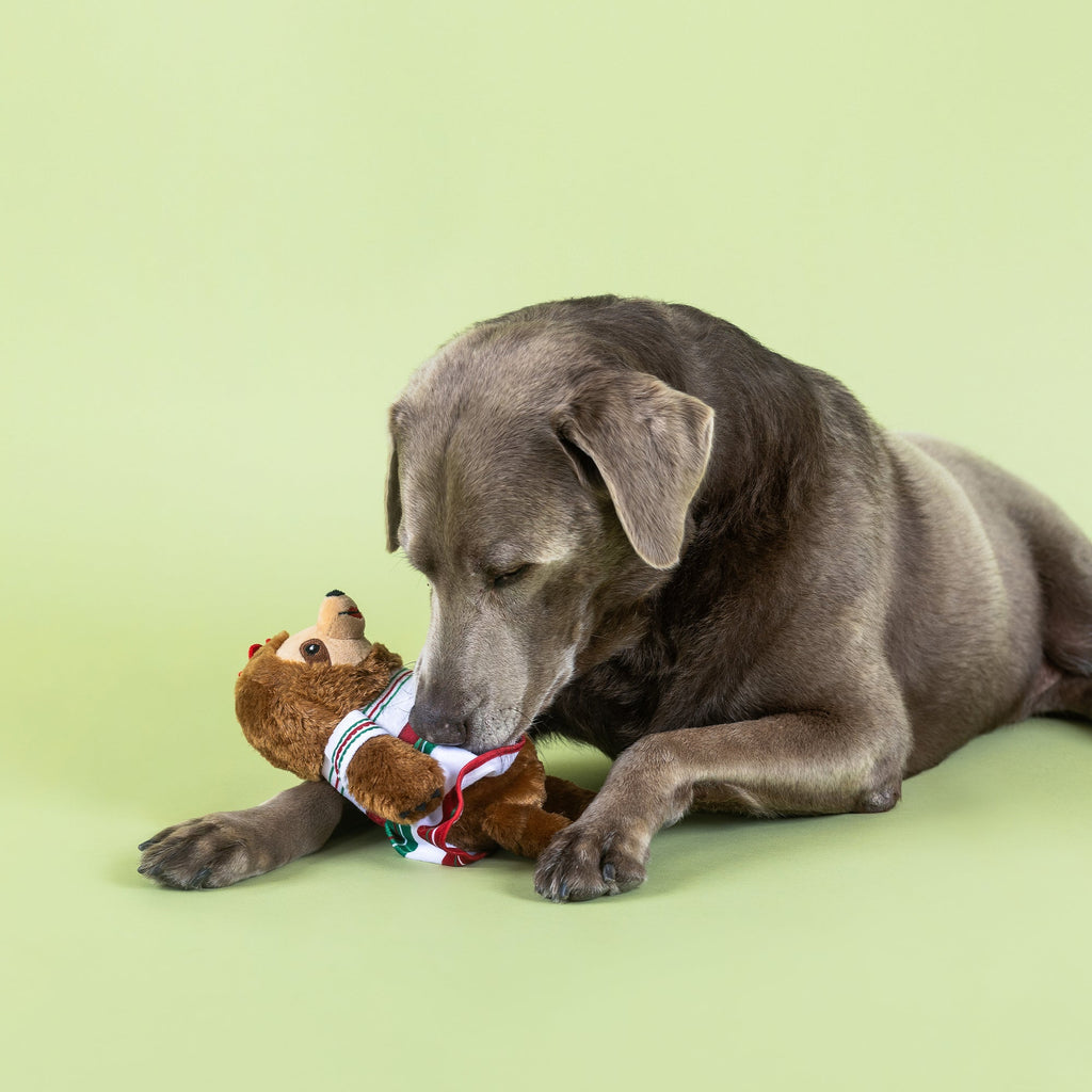 You Had Me At Hola! Plush Dog Toy