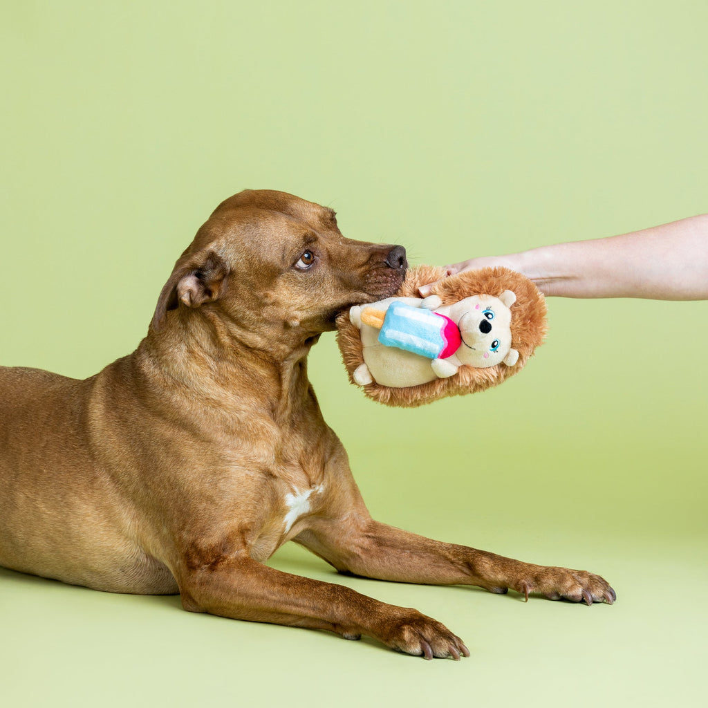 Be Cool, Be Hedgy Plush Dog Toy