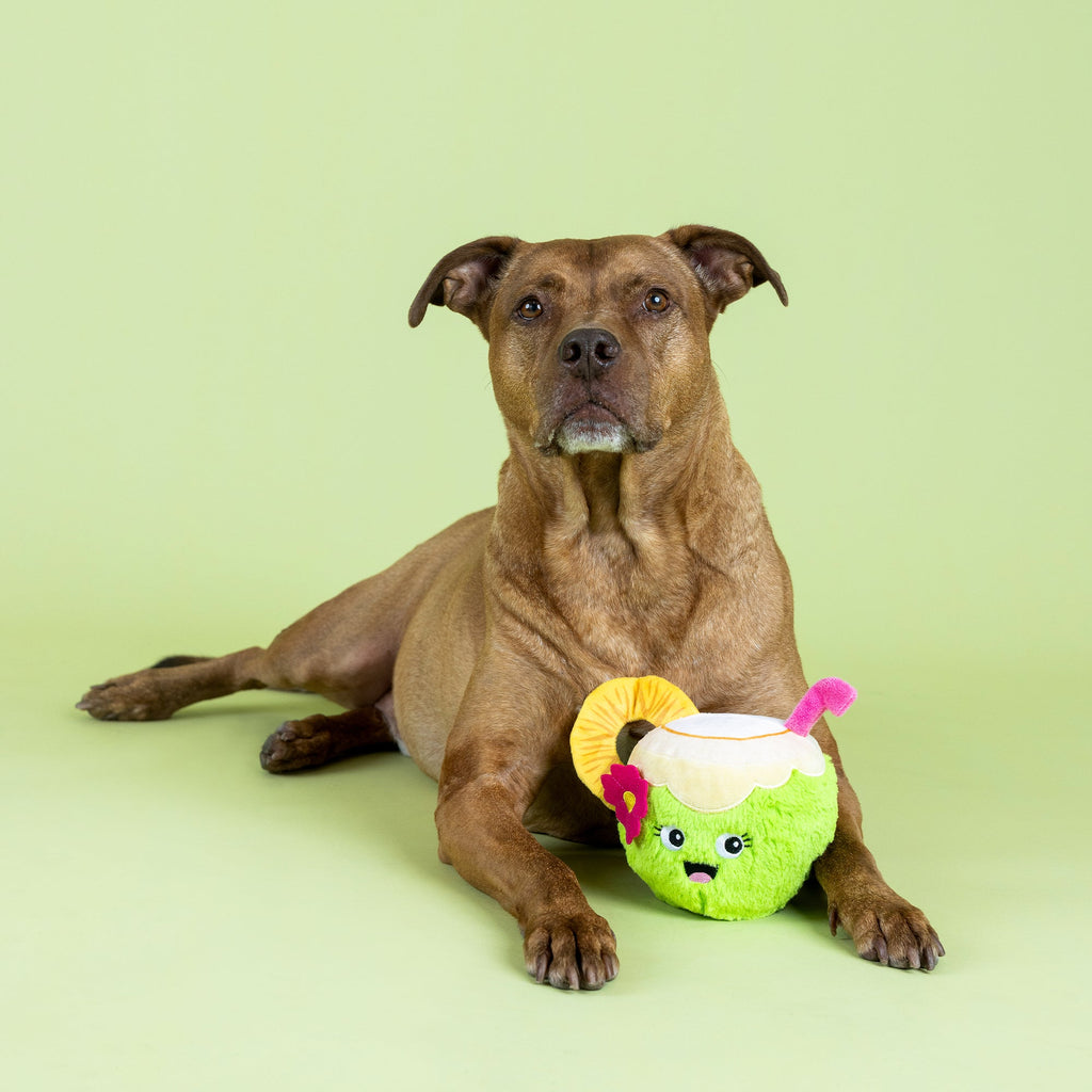 Coc-Nuts About You Plush Dog Toy