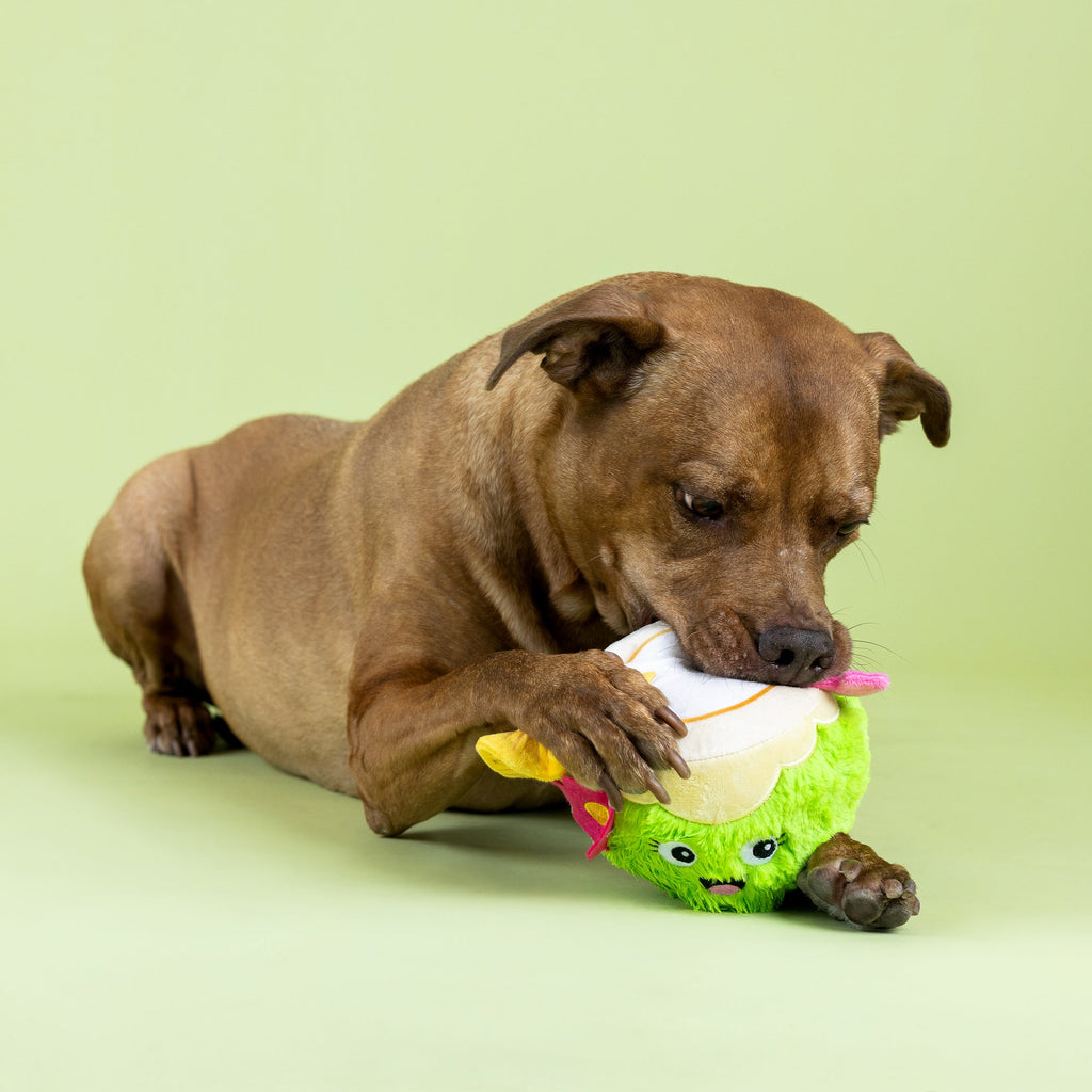 Coc-Nuts About You Plush Dog Toy