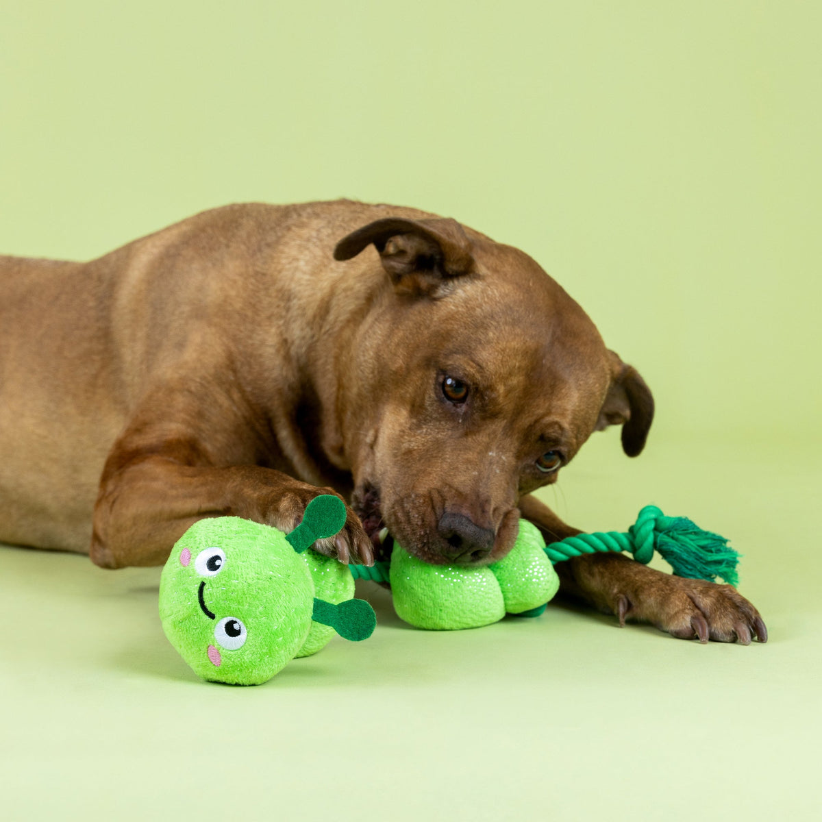Pillar Of Society Plush Dog Toy With Rope