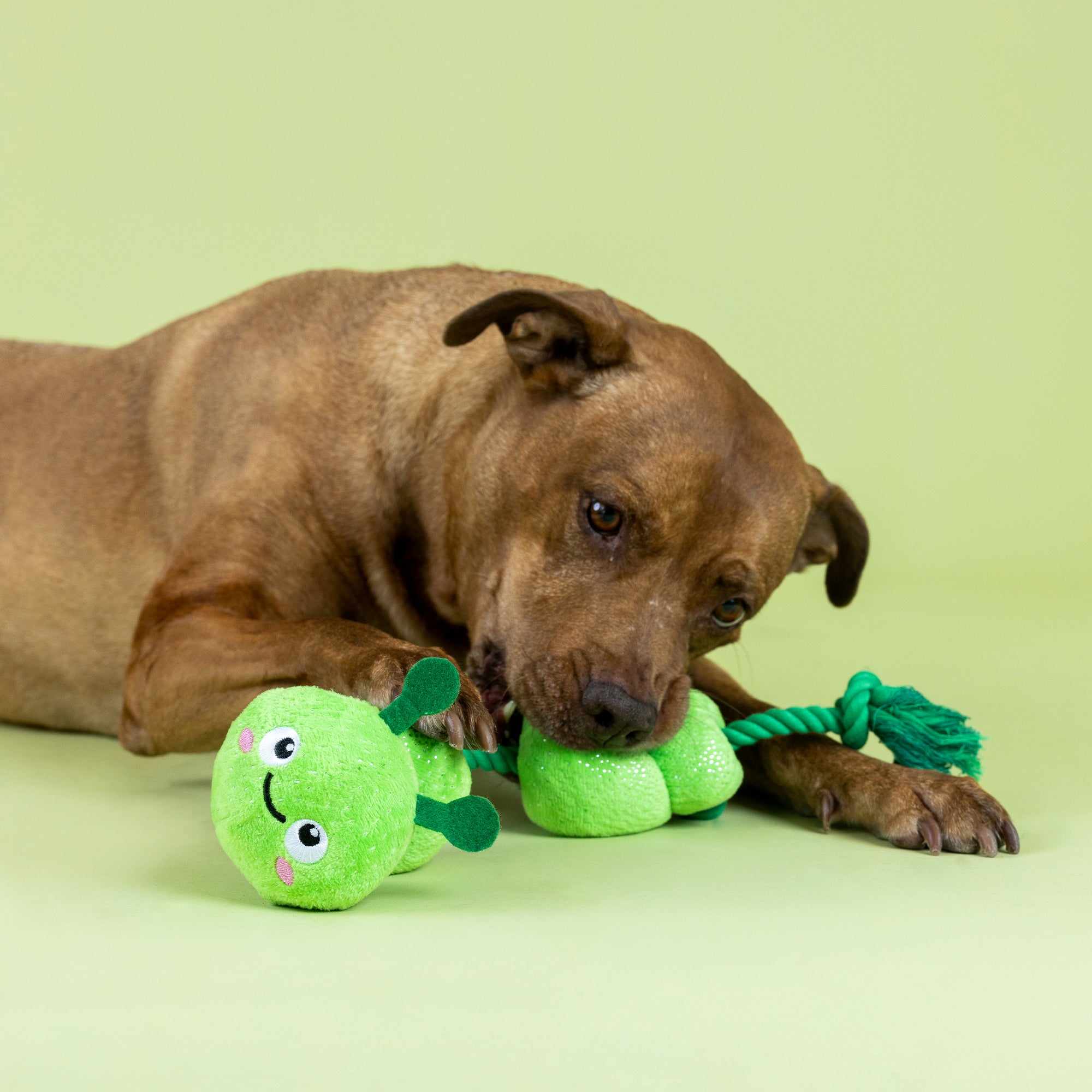 Pillar Of Society Plush Dog Toy With Rope