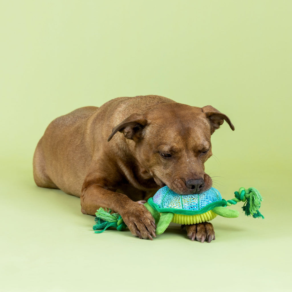 Shello There! Plush Dog Toy