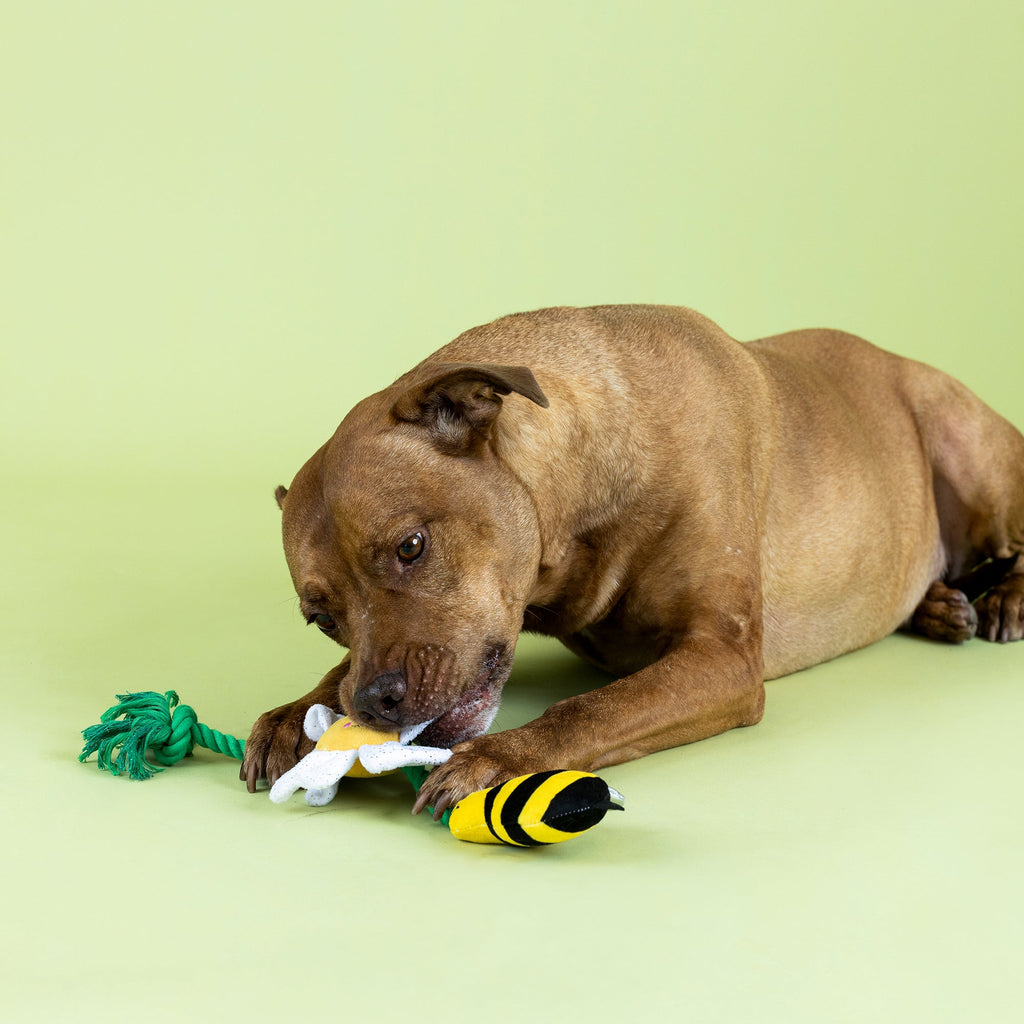 I'm Pollen For You Rope Dog Toy