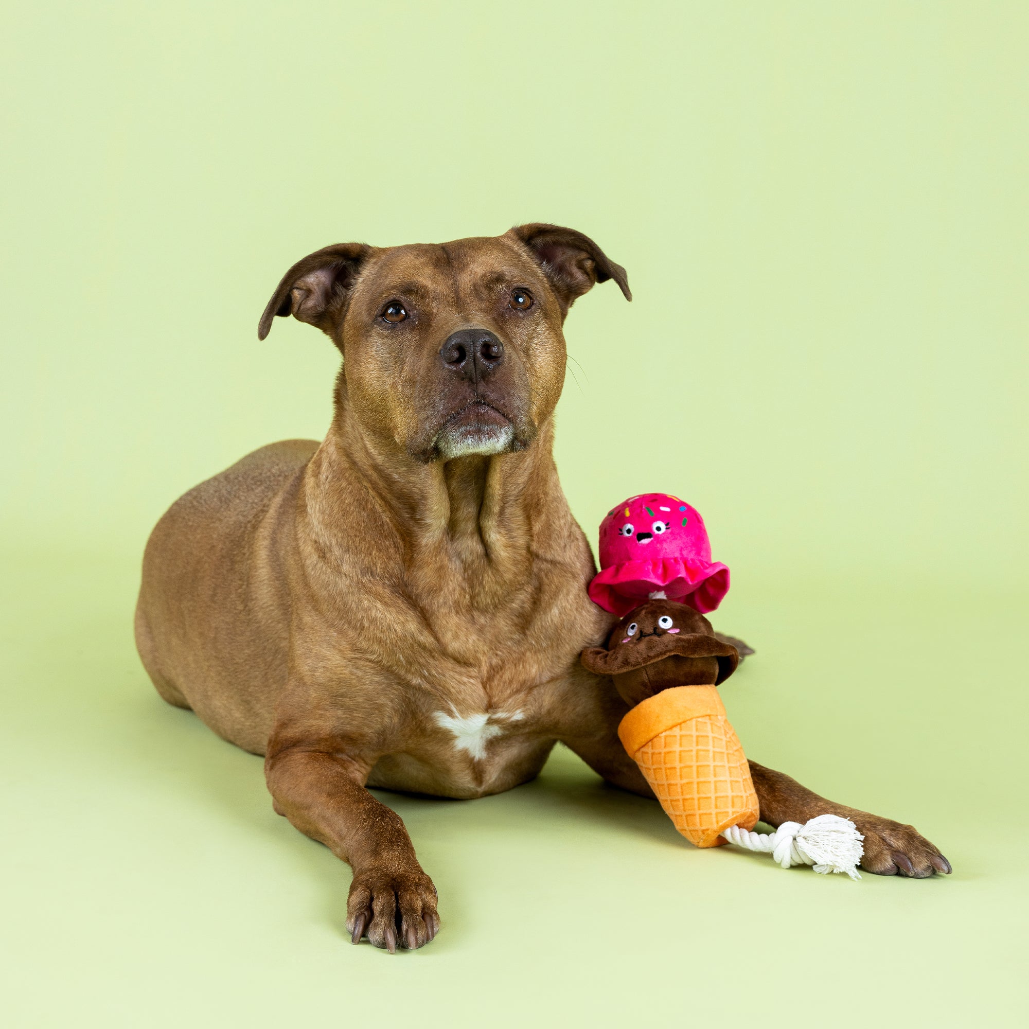 Losing Cone-Trol Plush Dog Toy With Rope