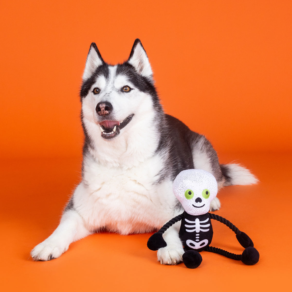 Got a Bone to Pick Plush Dog Toy With Rope