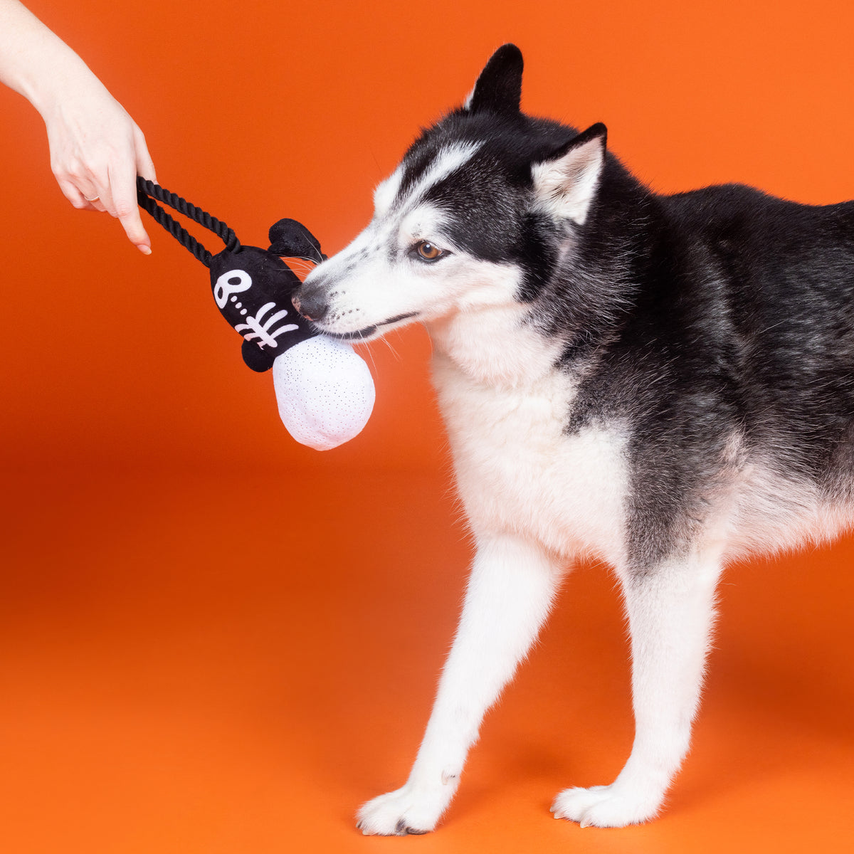Got a Bone to Pick Plush Dog Toy With Rope