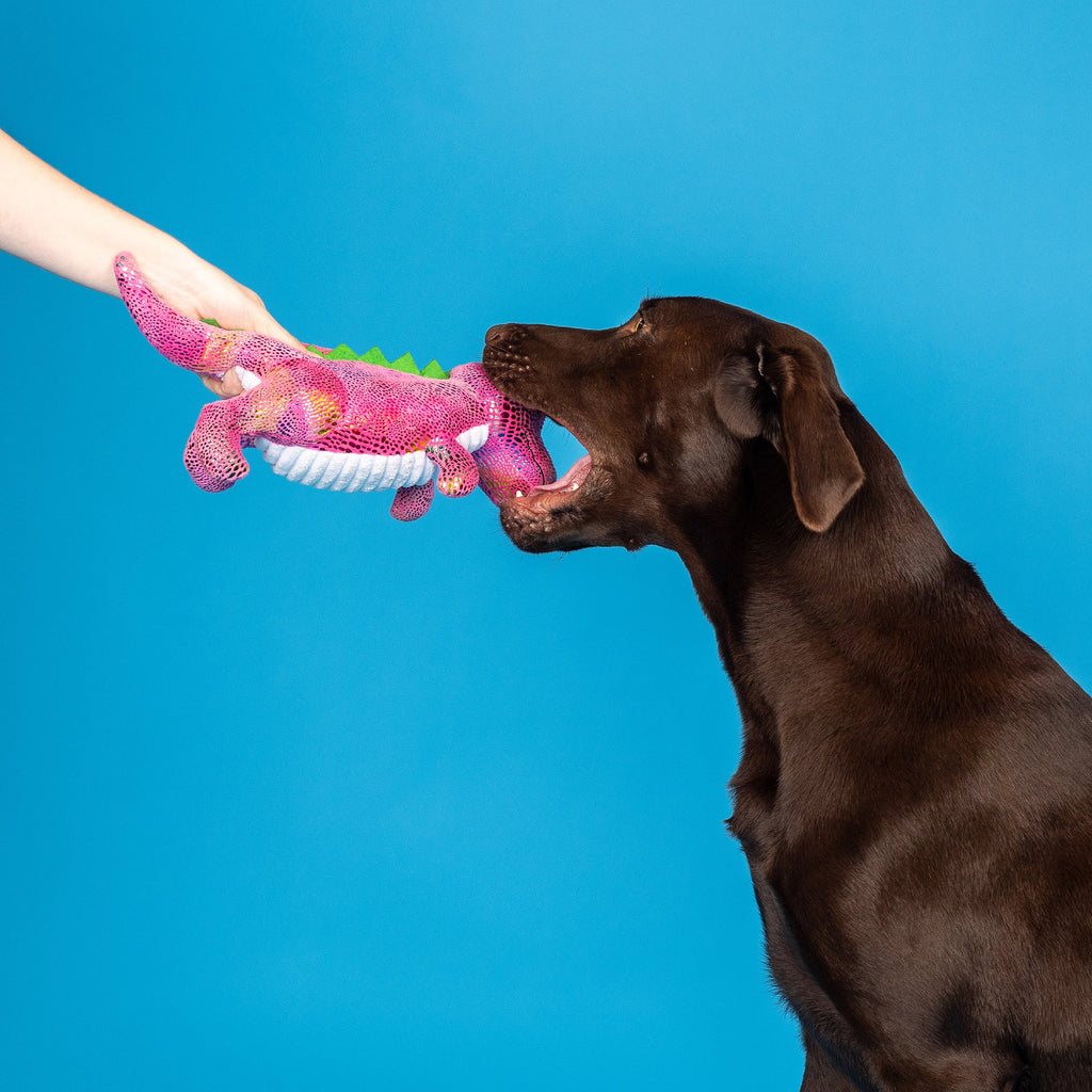 Embrace Your Colors Plush Dog Toy