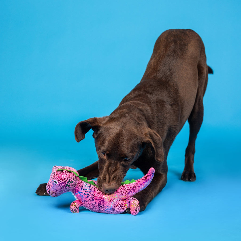 Embrace Your Colors Plush Dog Toy