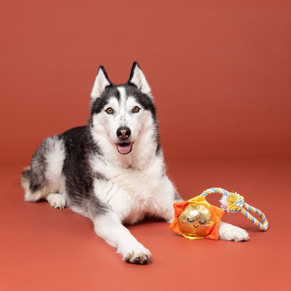 Sun-Day I'm In Love Rope Dog Toy