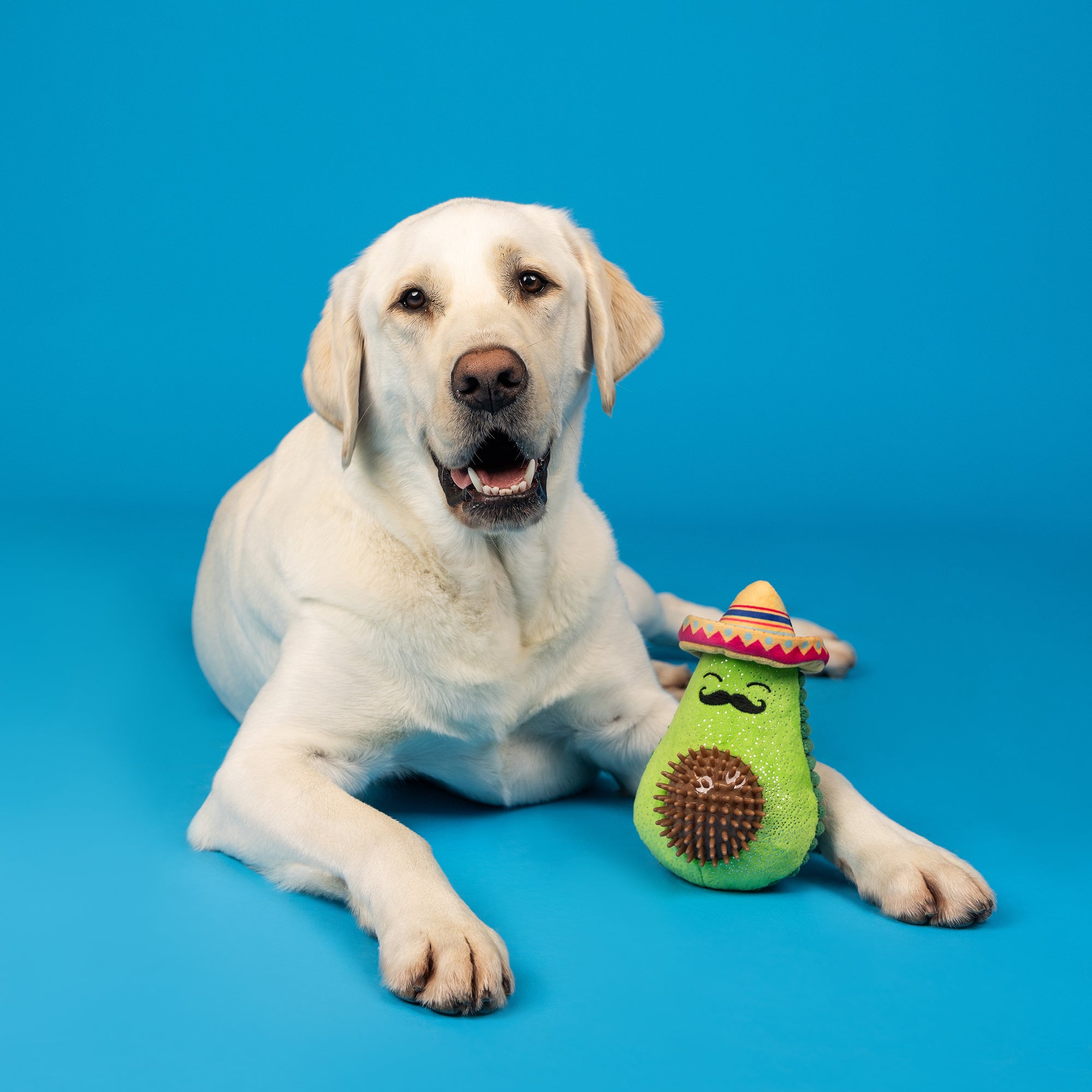 Avo-Fiesta Plush/Spiky Ball Dog Toy