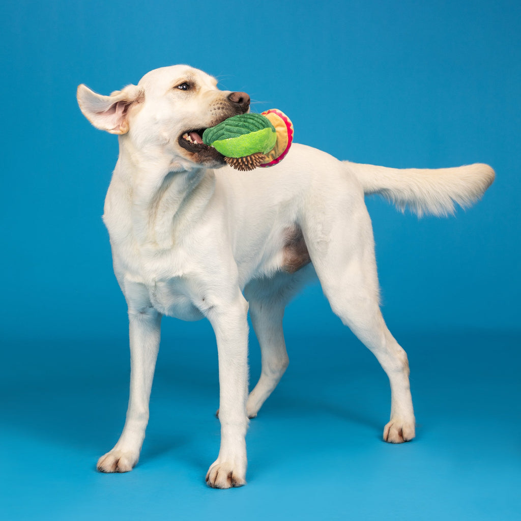 Avo-Fiesta Plush/Spikey Ball Dog Toy