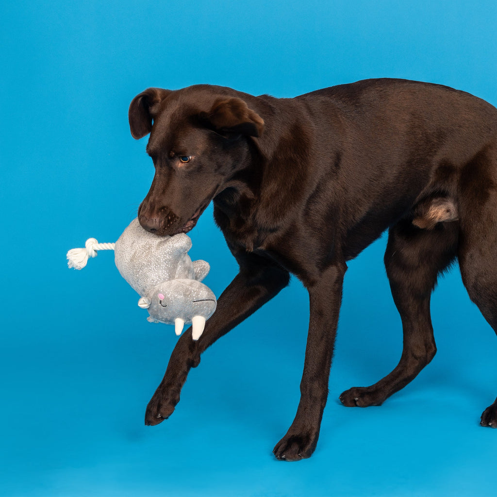 Rhino You Want Me? Plush Dog Toy