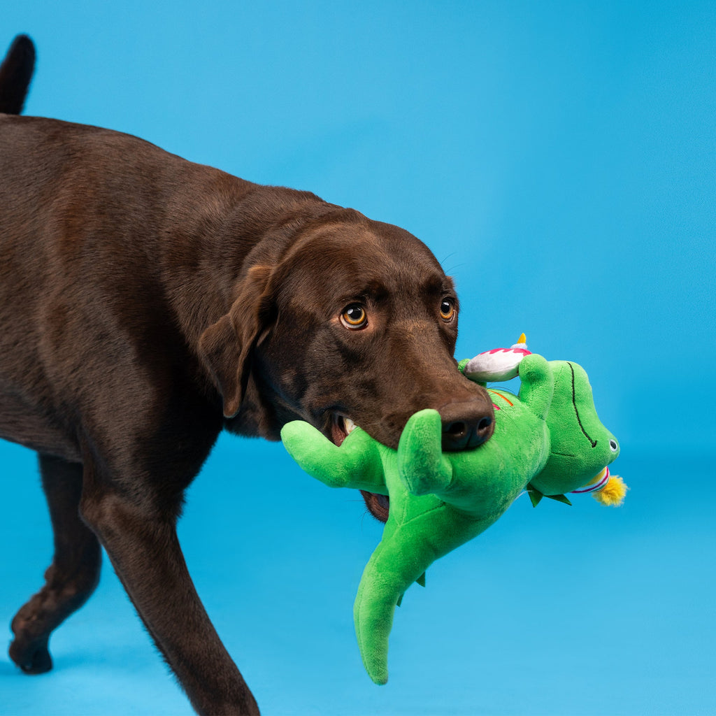 I'm How Old? Plush Dog Toy