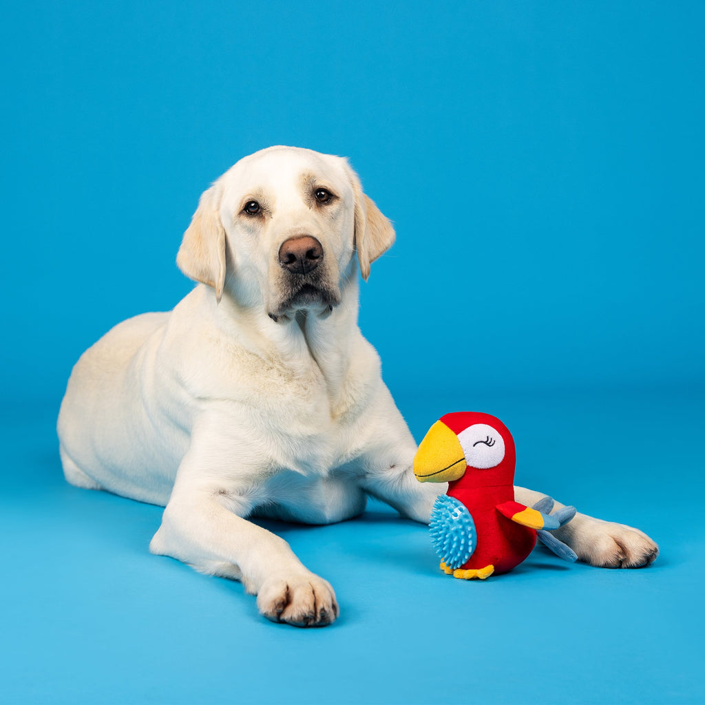 Perching Perfection Plush/Spikey Ball Dog Toy