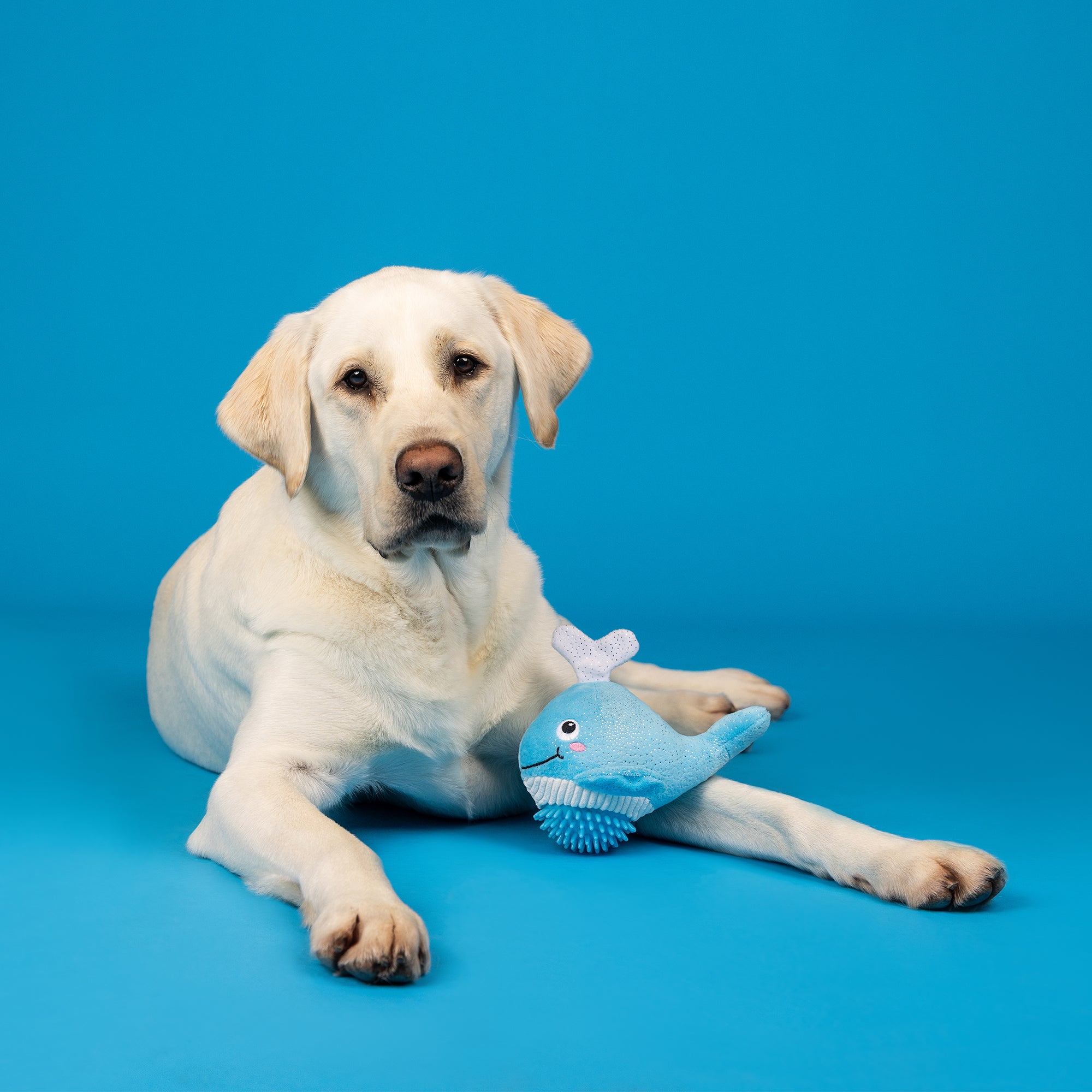 Feeling Whaley Good! Plush/Spiky Ball Dog Toy