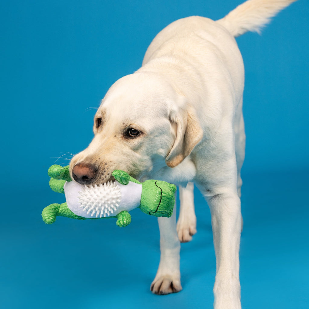 Roar And Explore Plush/Spikey Ball Dog Toy
