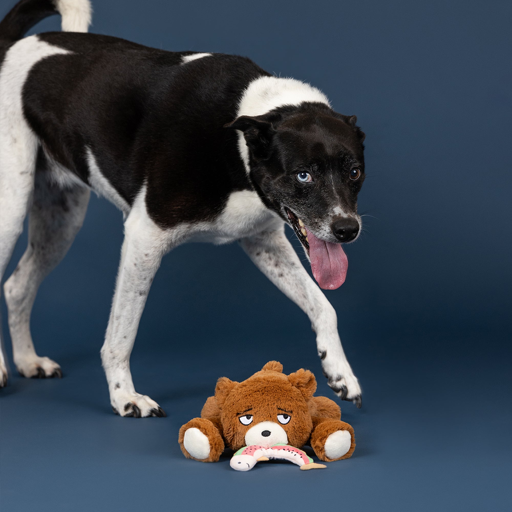 Wagsdale The Bear Necessities Plush Dog Toy