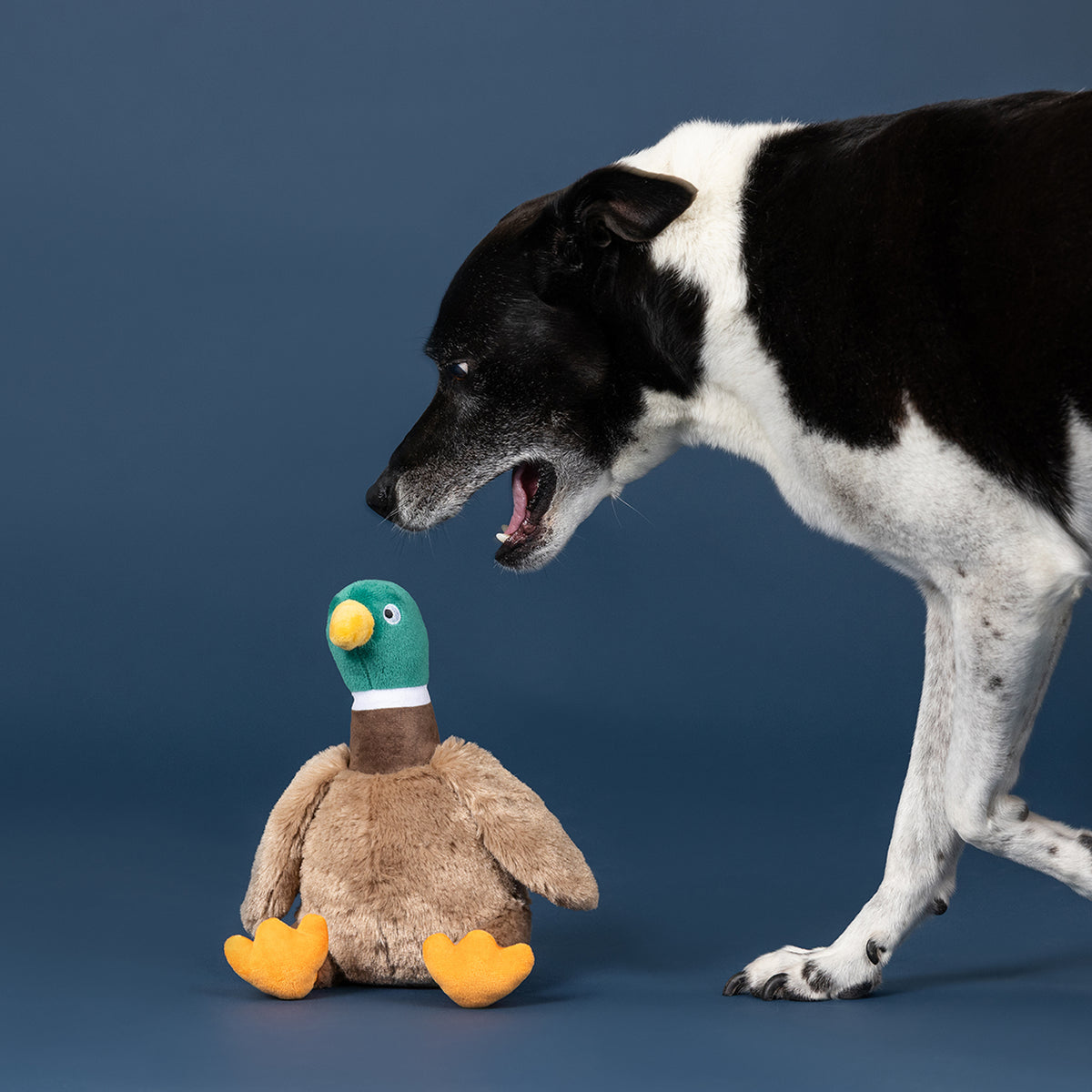 Wagsdale Just Ducky! Plush Dog Toy