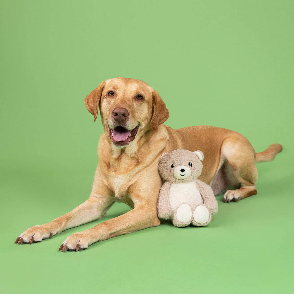 Ready,Teddy, Go! Plush Dog Toy