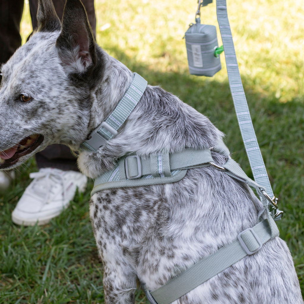 Block Stripe Dusty Sage Dog Harness